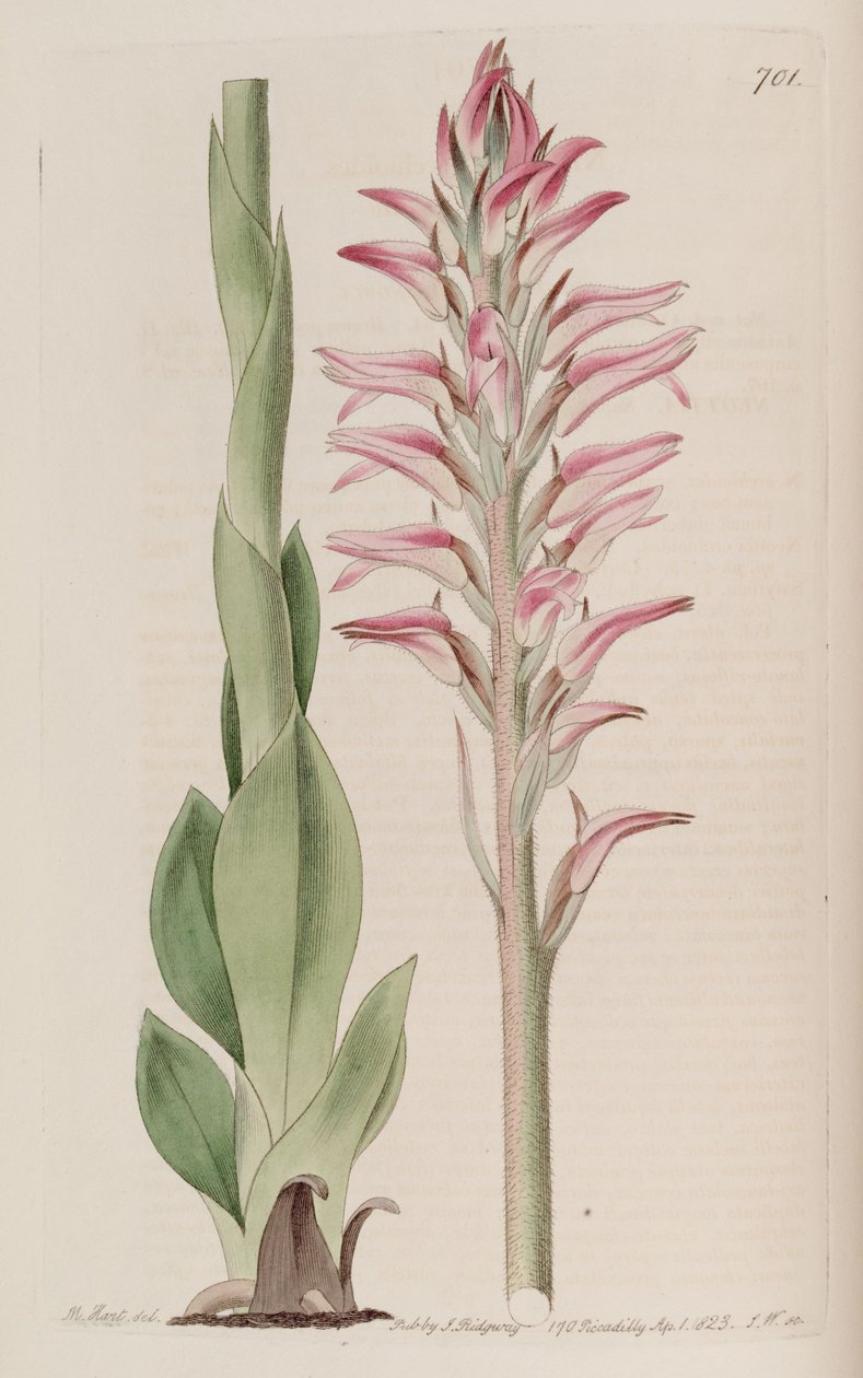 Illustration von Sacoila lanceolata (als syn. Neottia orchioides) von M. Hart