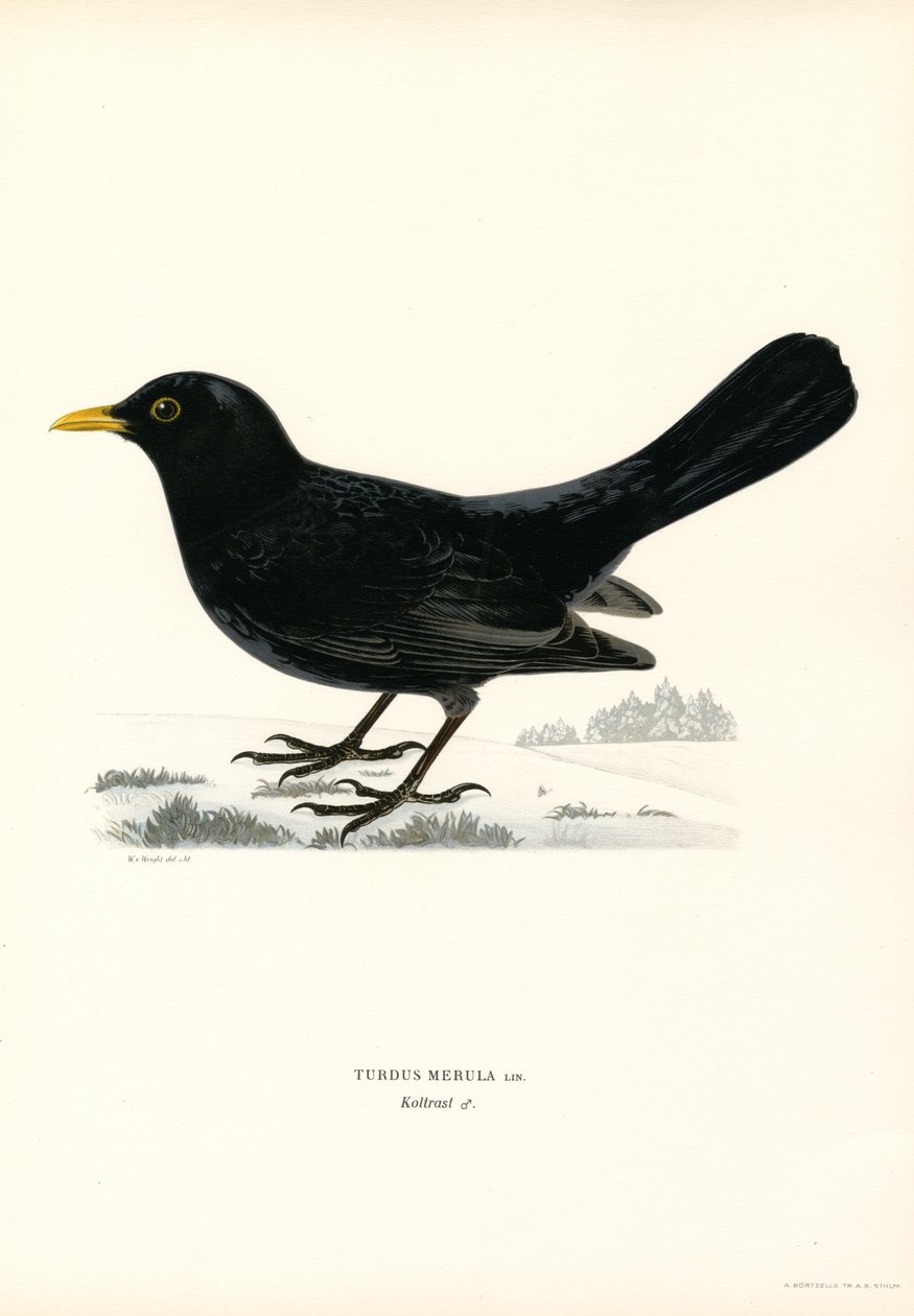 Amsel (Farblithographie) von Magnus Ferdinand and Wilhelm von Wright