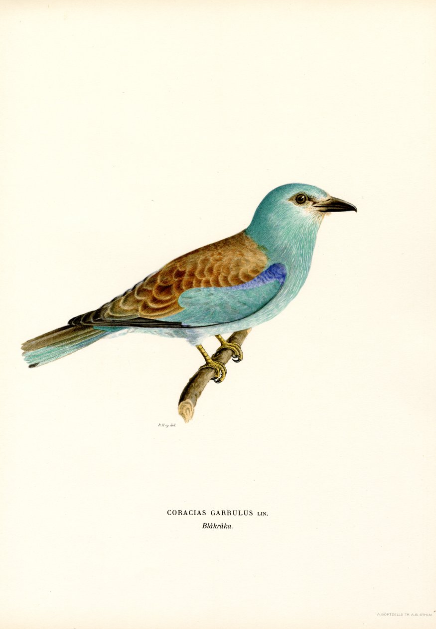 Blauracke von Magnus Ferdinand and Wilhelm von Wright