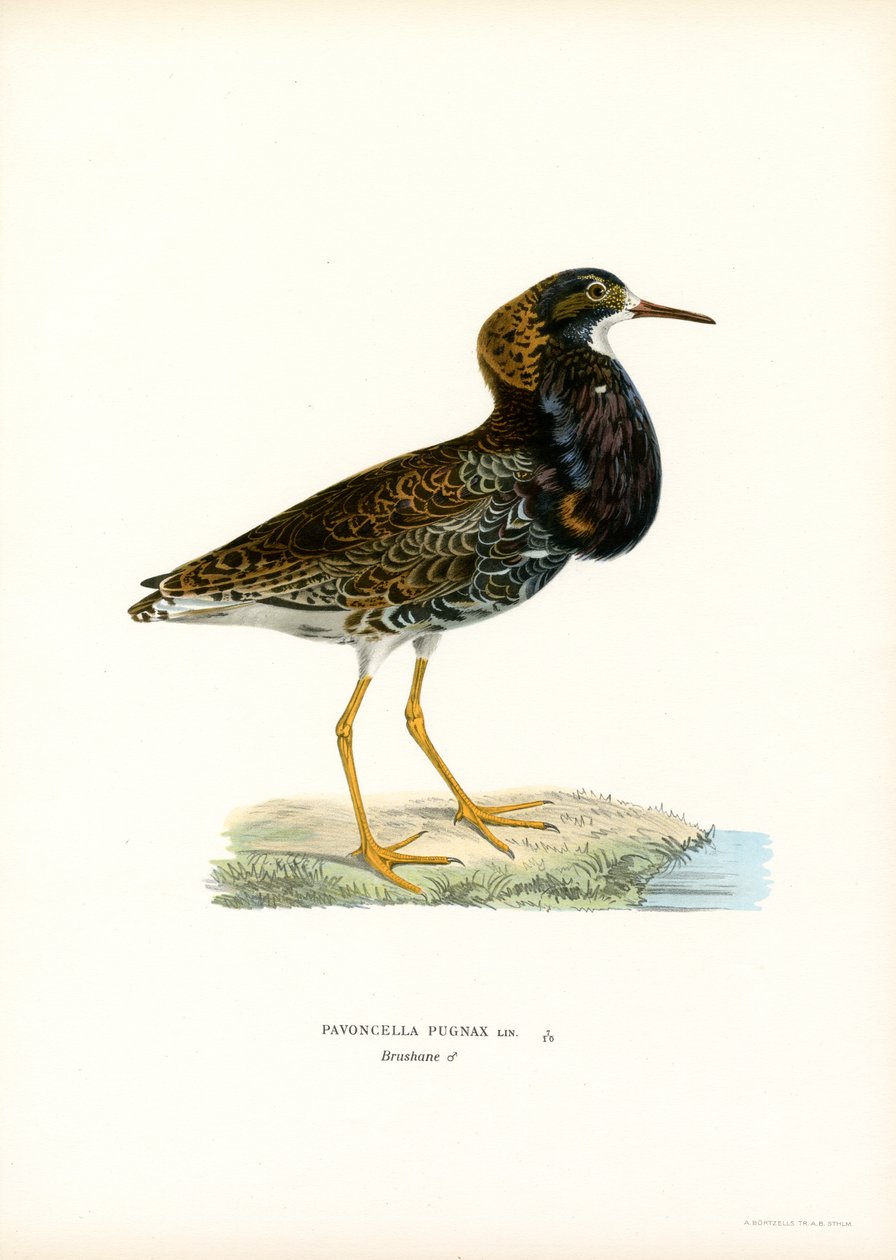 Kampfläufer von Magnus Ferdinand and Wilhelm von Wright