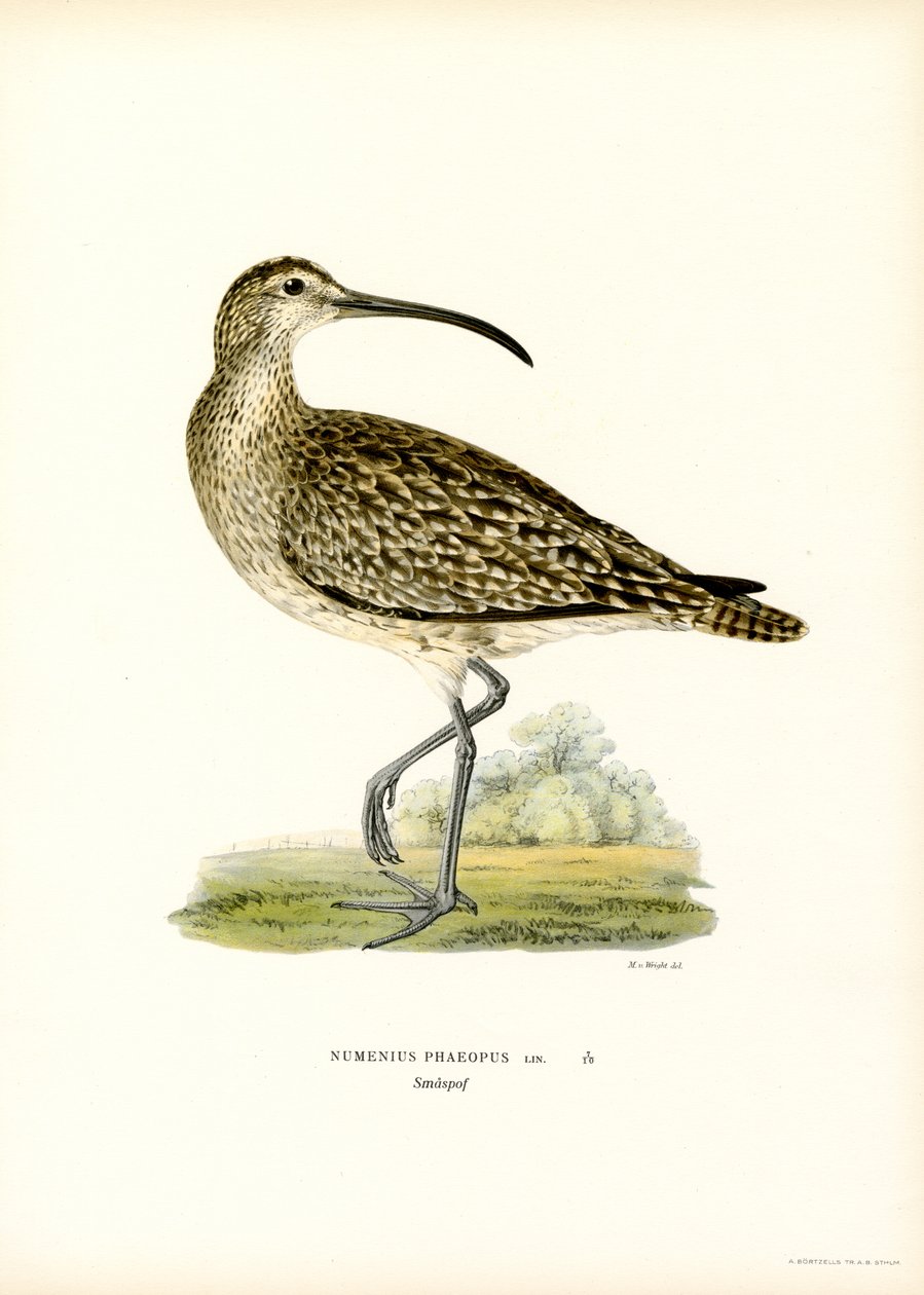 Regenbrachvogel von Magnus Ferdinand and Wilhelm von Wright