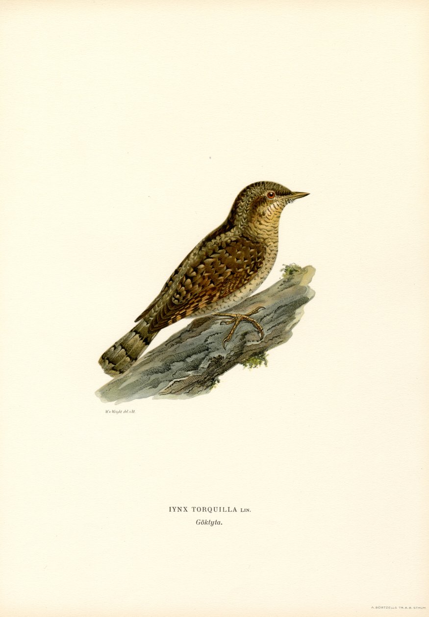Wendehals von Magnus Ferdinand and Wilhelm von Wright