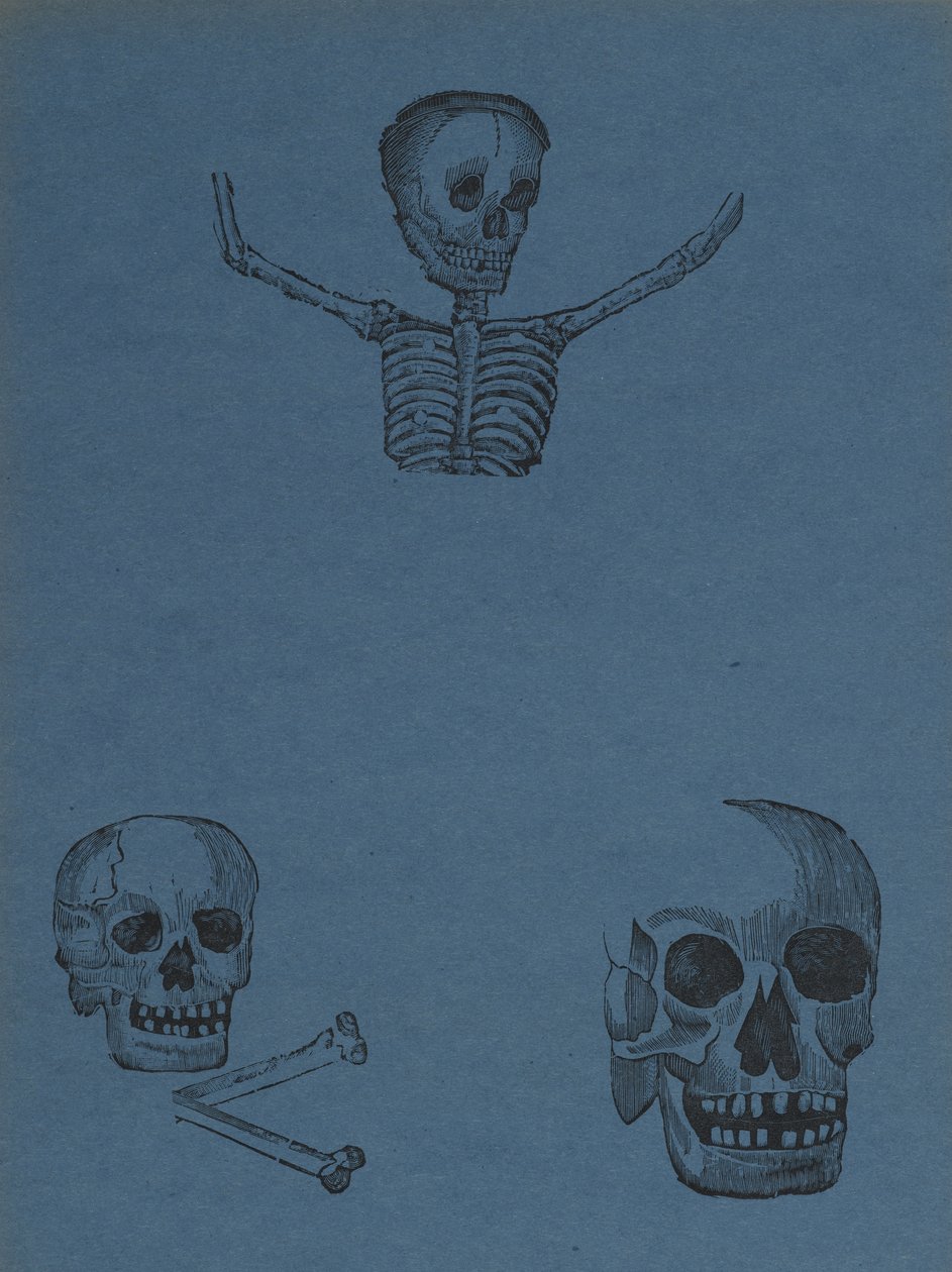 Studien von Schädeln und Skeletten, aus 330 Grabados Originales, gedruckt von Antonio Vanegas Arroyo (1850-1917), Mexiko-Stadt, Mexiko von Manuel Manilla