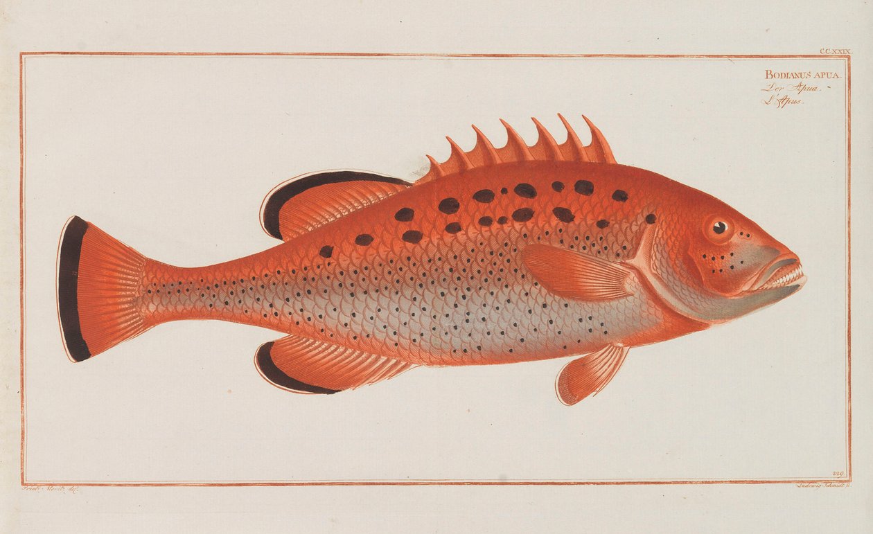 Allgemeine Naturgeschichte der Fische Deutschlands von Marcus Élieser Bloch