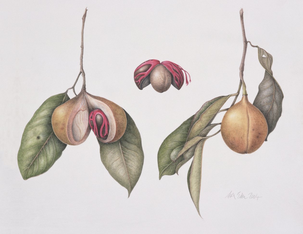 Muskatnuss (Myristica fragrans) von Margaret Ann Eden