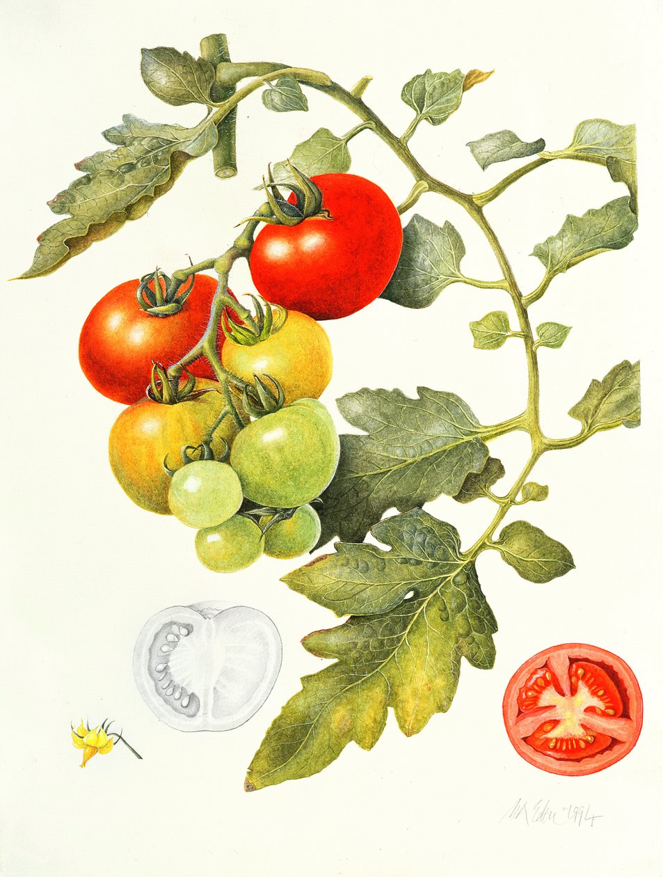 Tomaten, 1994 von Margaret Ann Eden