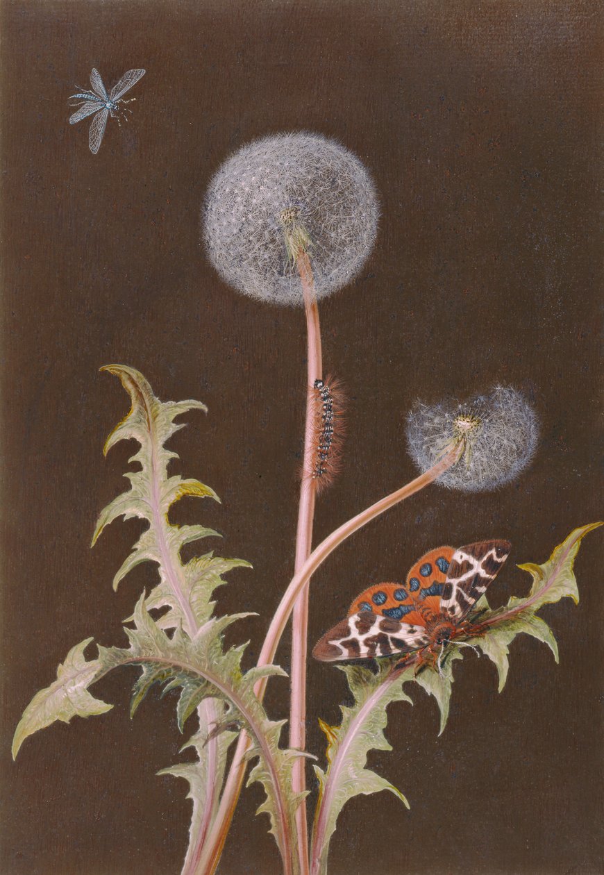 Löwenzahn (Taraxacum officinale) mit Insekten von Margaretha Barbara Dietzsch
