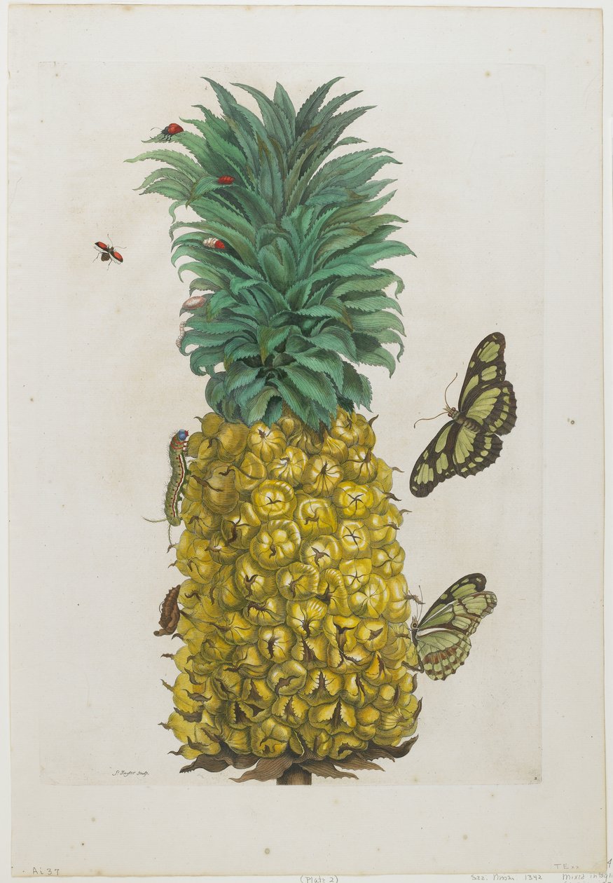 Reife Ananas mit Schmetterlingen, 1705-71 von Maria Sibylla Merian