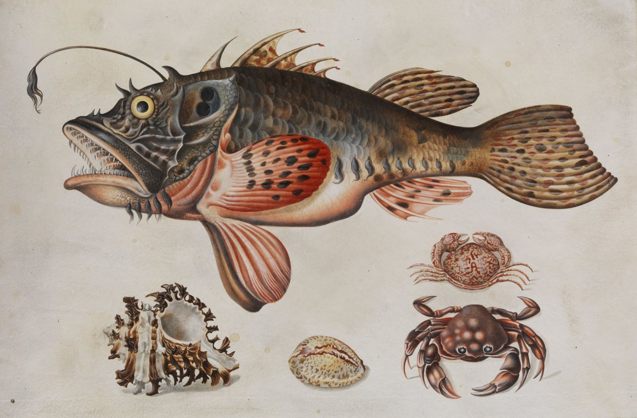 Tiefseefisch, Krabben und Meeresschnecken von Maria Sibylla Merian