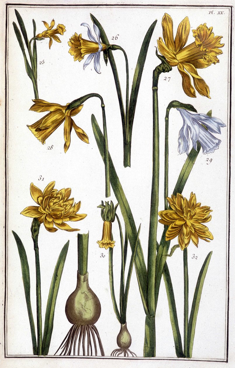 Unbekanntes Bild von Maria Sibylla Merian