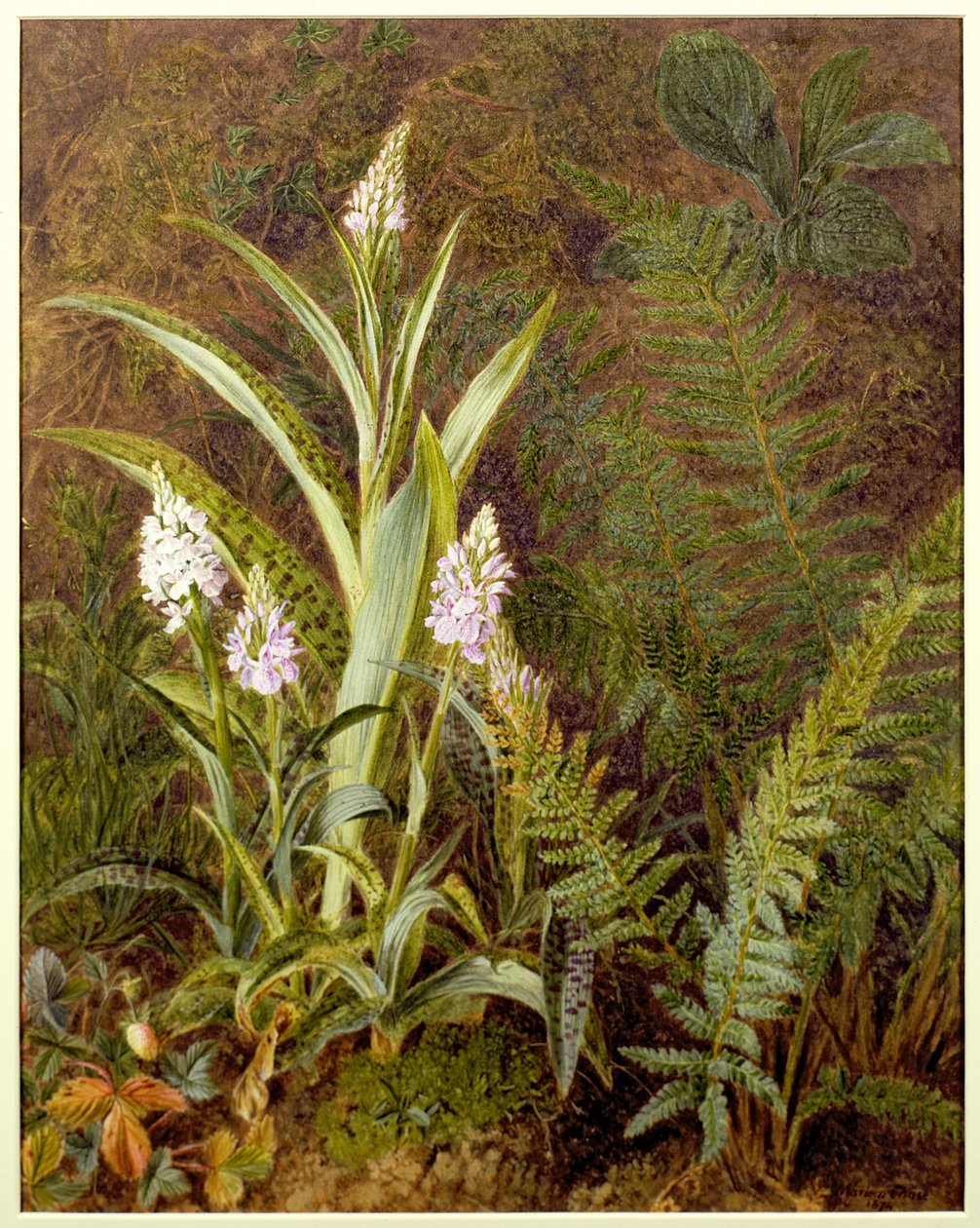 Wilde Orchideen von Marian Emma Chase