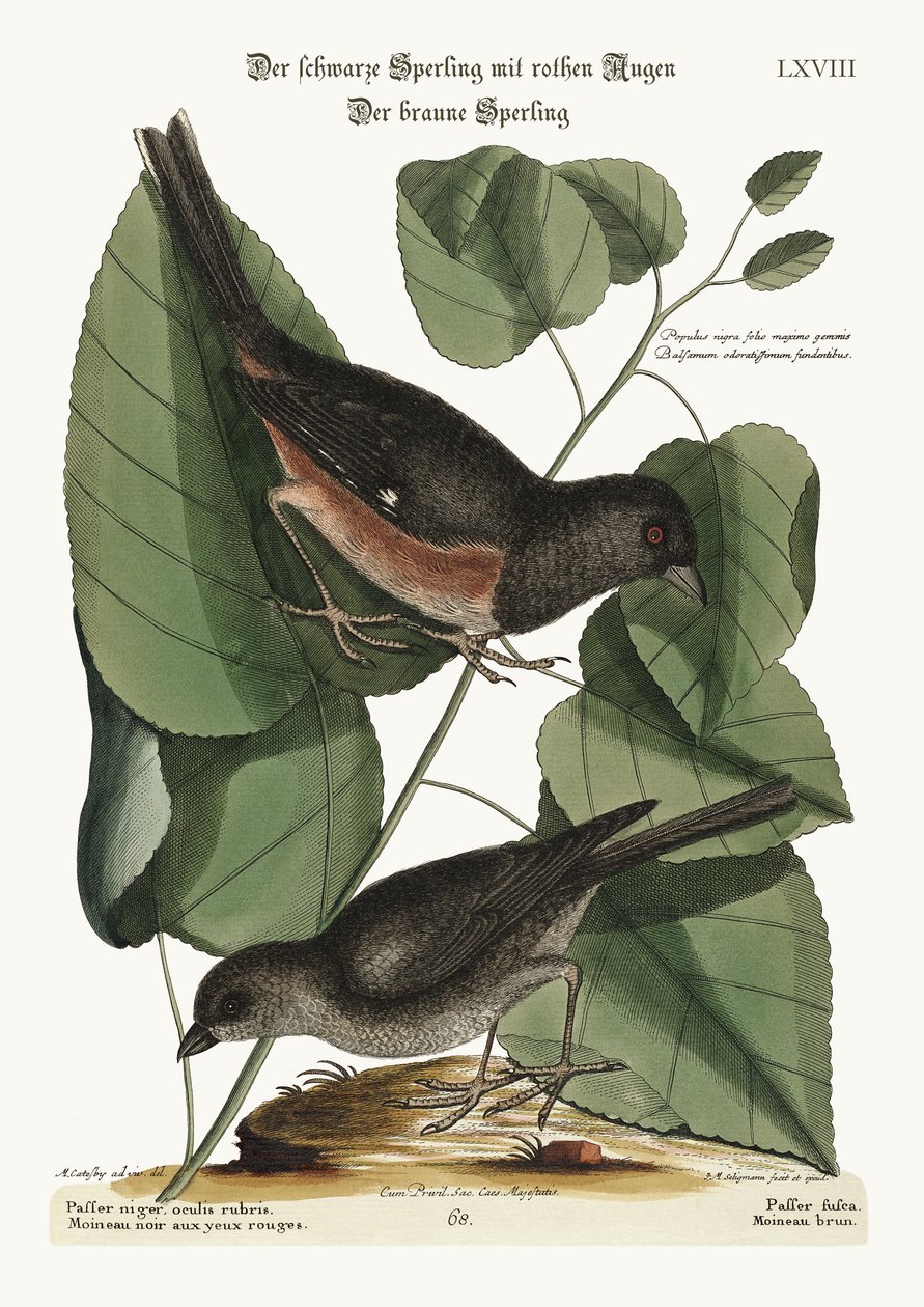 Der Towhe-Vogel. Der Cowpen-Vogel, 1749-73 von Mark Catesby