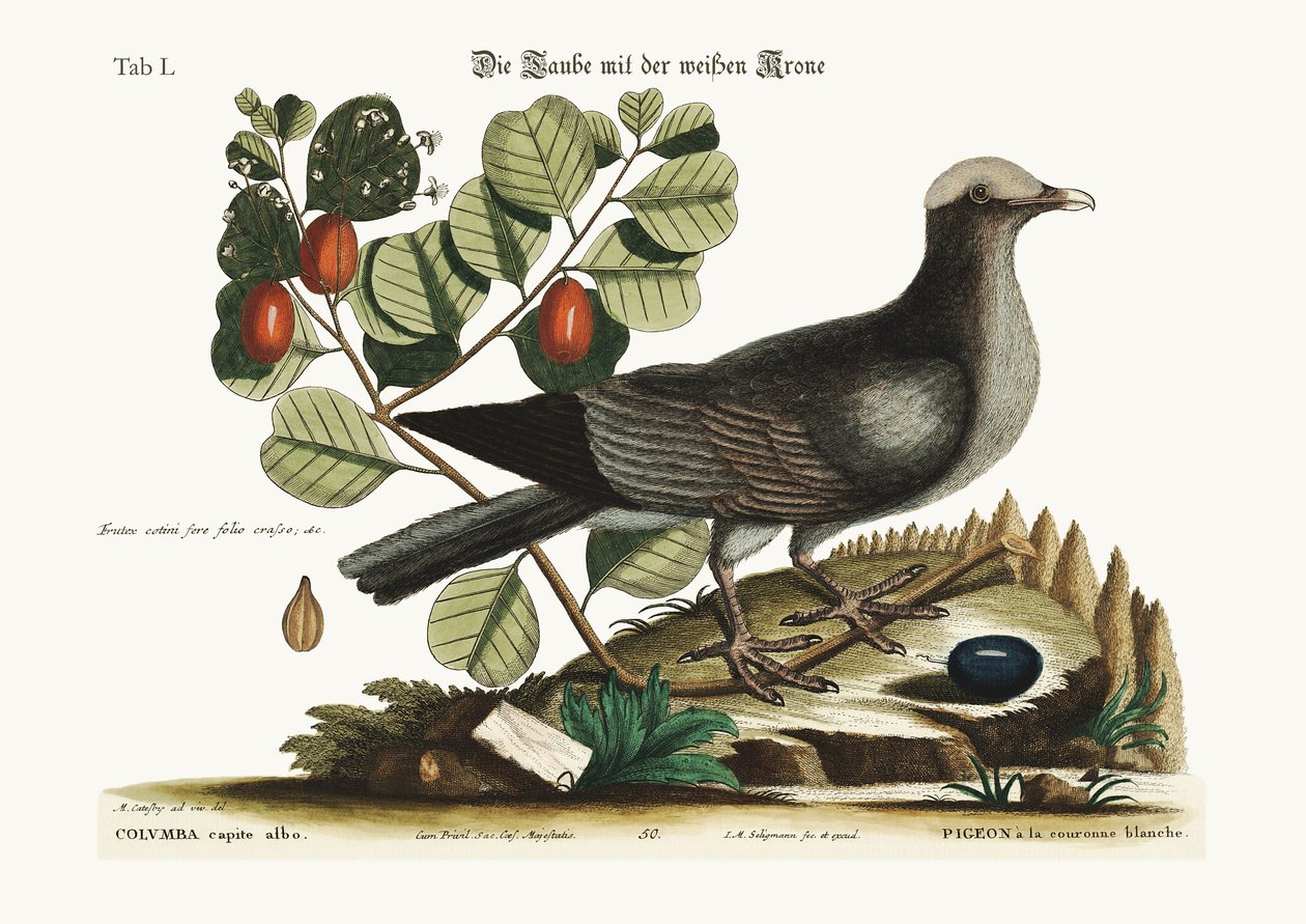 Die Weißkronentaube von Mark Catesby