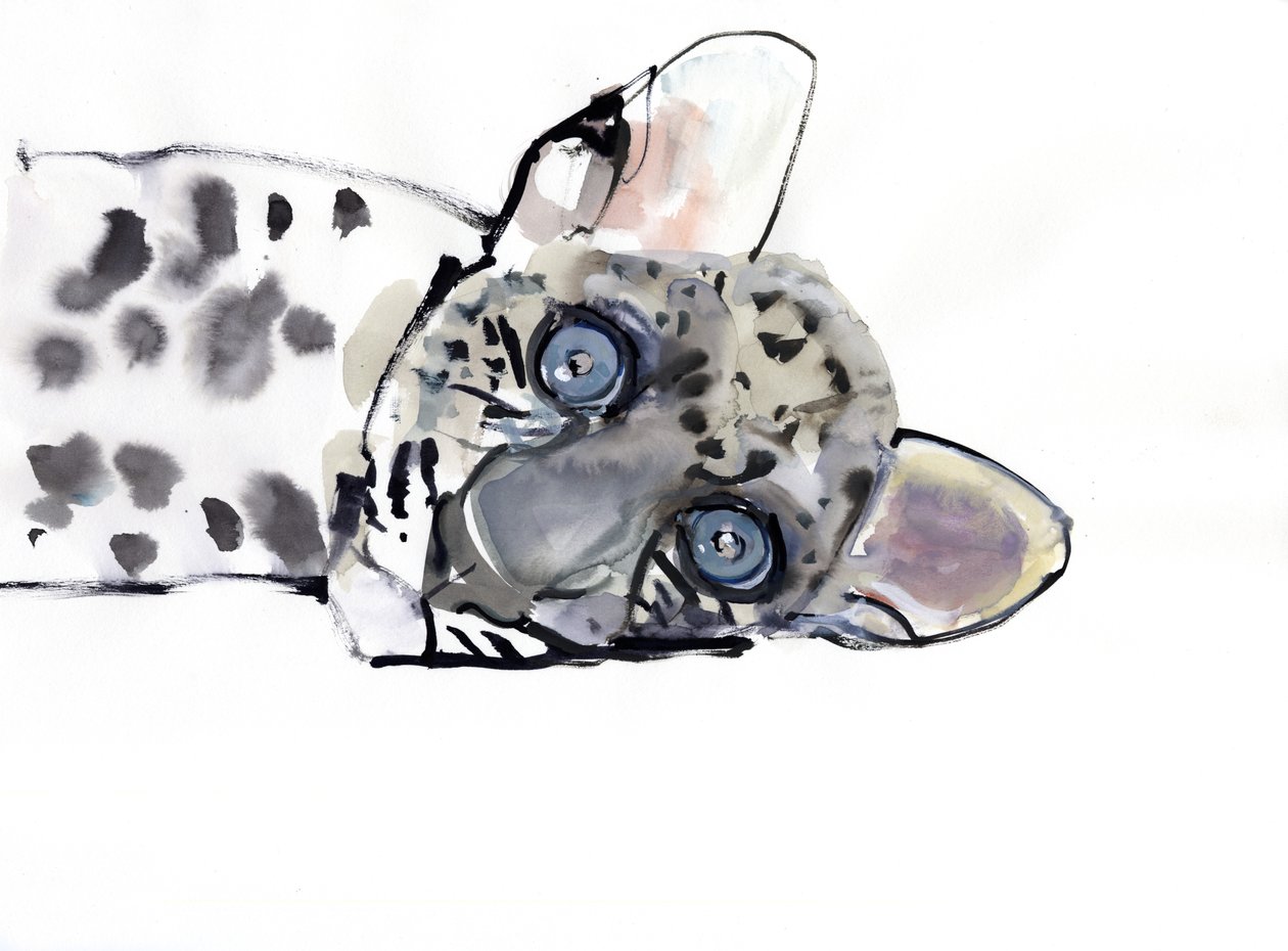Arabischer Leopard, 2008 von Mark Adlington