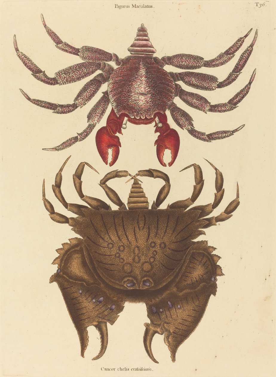 Roter gefleckter Felsenkrabbe Cancer grapsus, veröffentlicht 1731-1743 von Mark Catesby