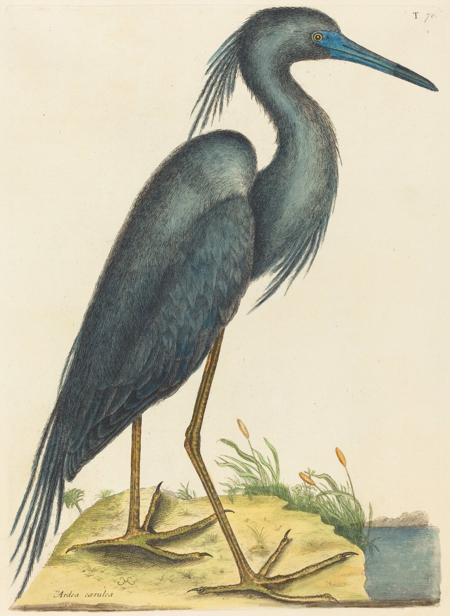 Der Blaureiher (Ardea coerulea) von Mark Catesby