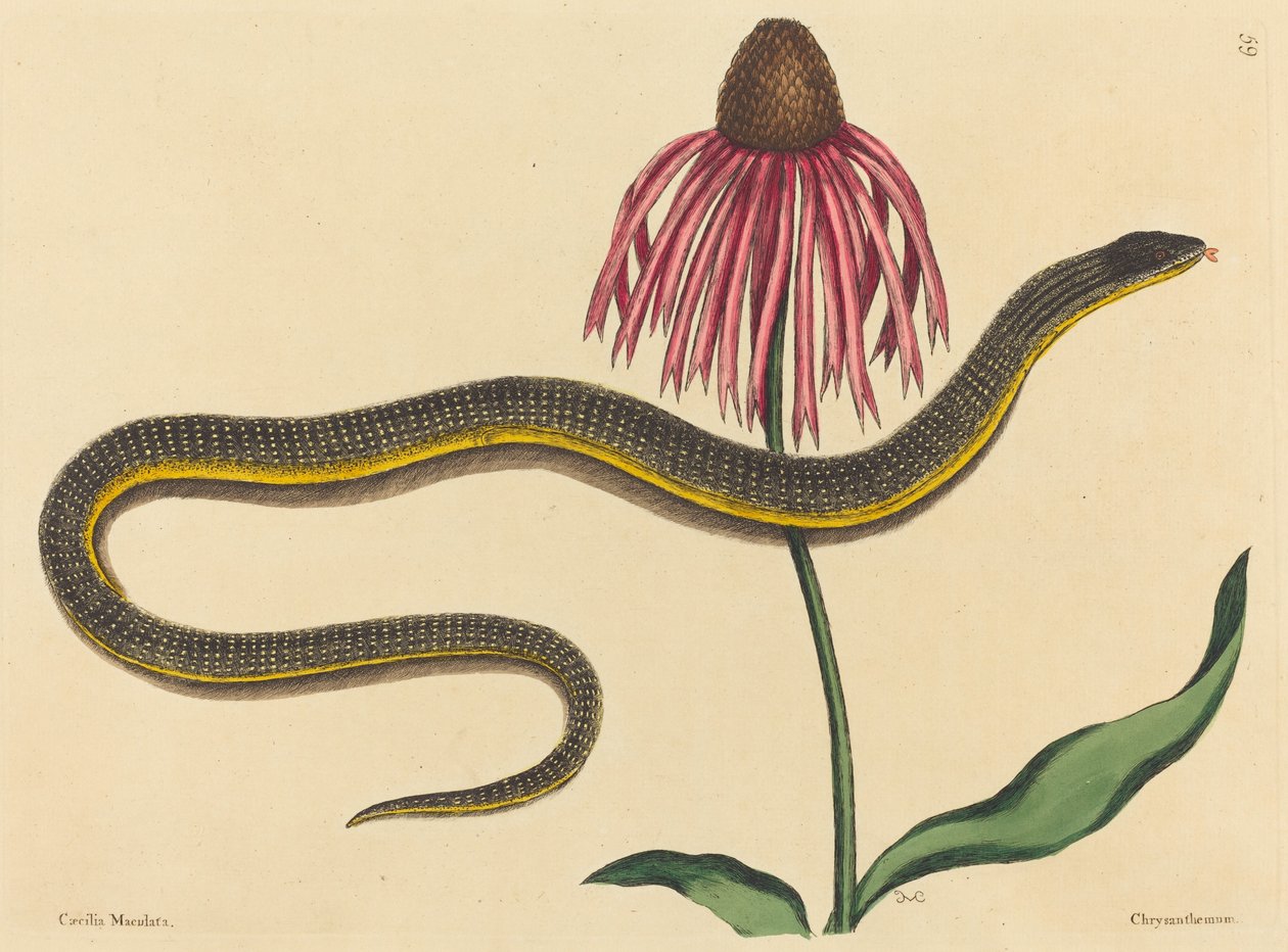 Die Glasschlange (Anguis ventralis) von Mark Catesby