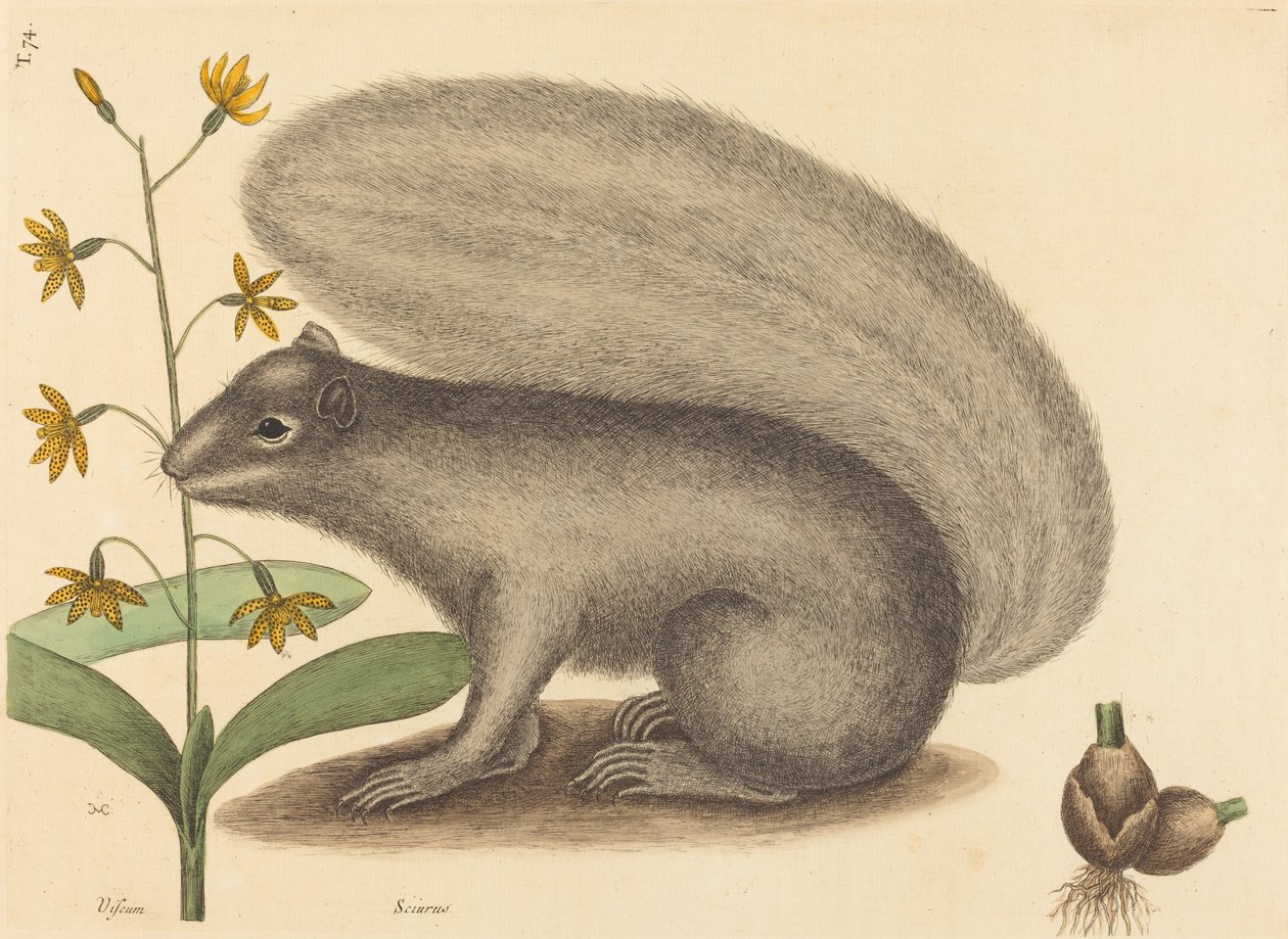 Der Graufuchs (Sciurus cinereus) von Mark Catesby