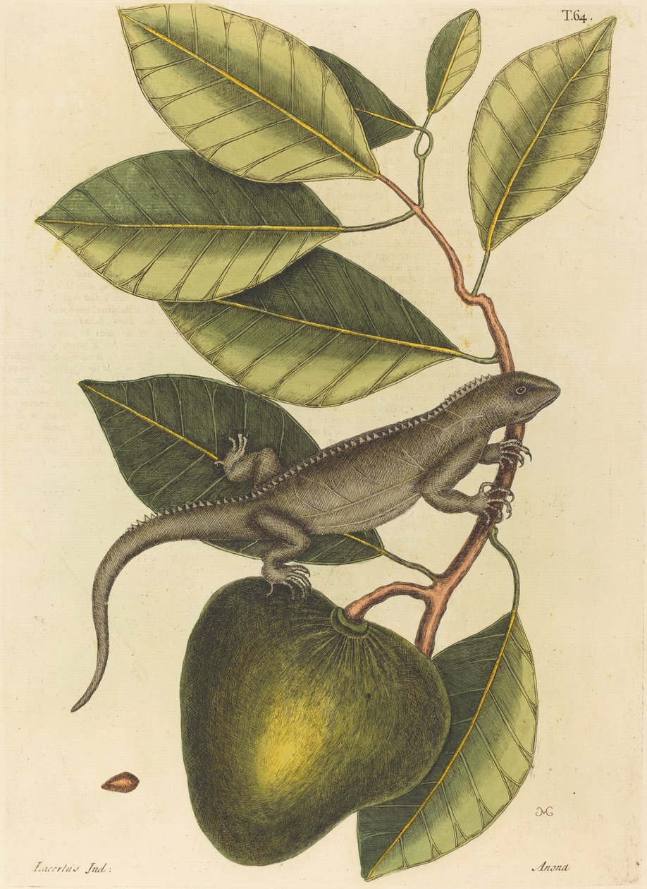 Die Guana Lacerta Iguana von Mark Catesby