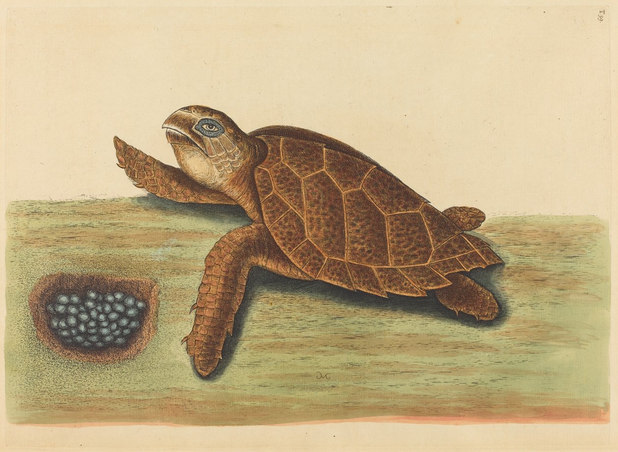Die Karettschildkröte Testudo caretta, veröffentlicht 1731-1743 von Mark Catesby
