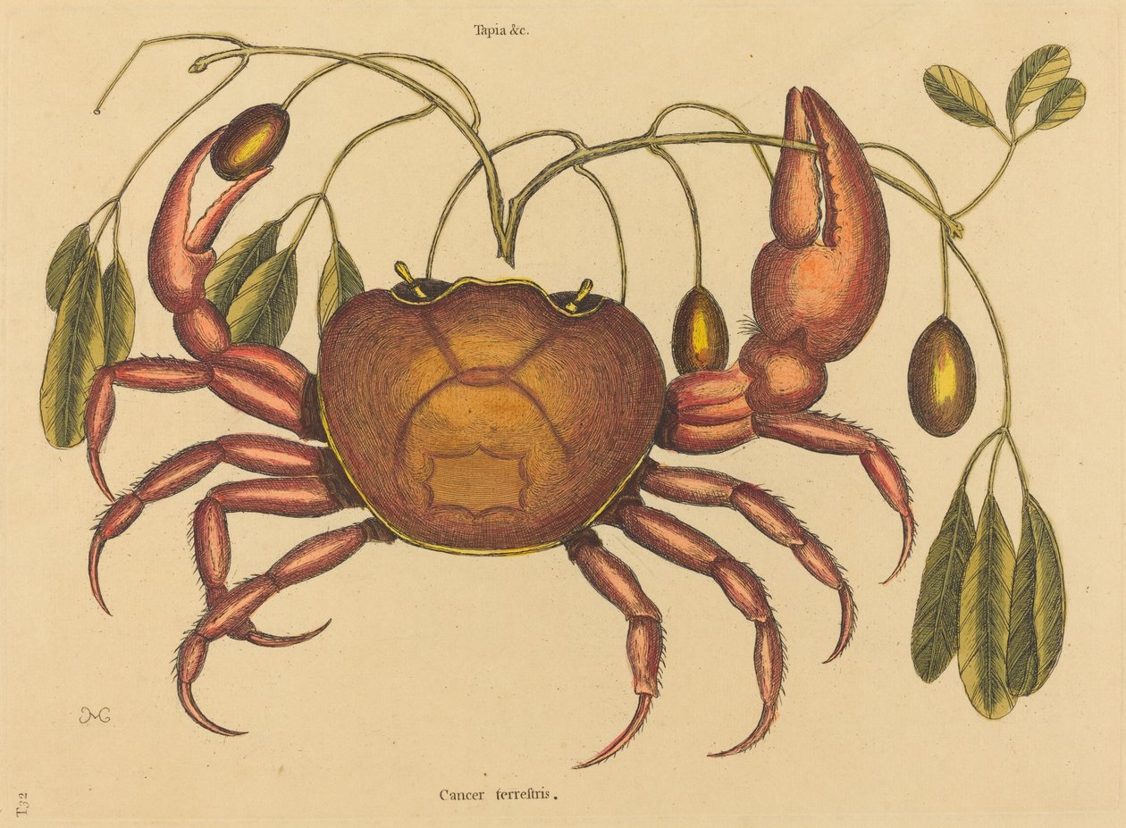 Die Landkrabbe Cancer ruricola von Mark Catesby