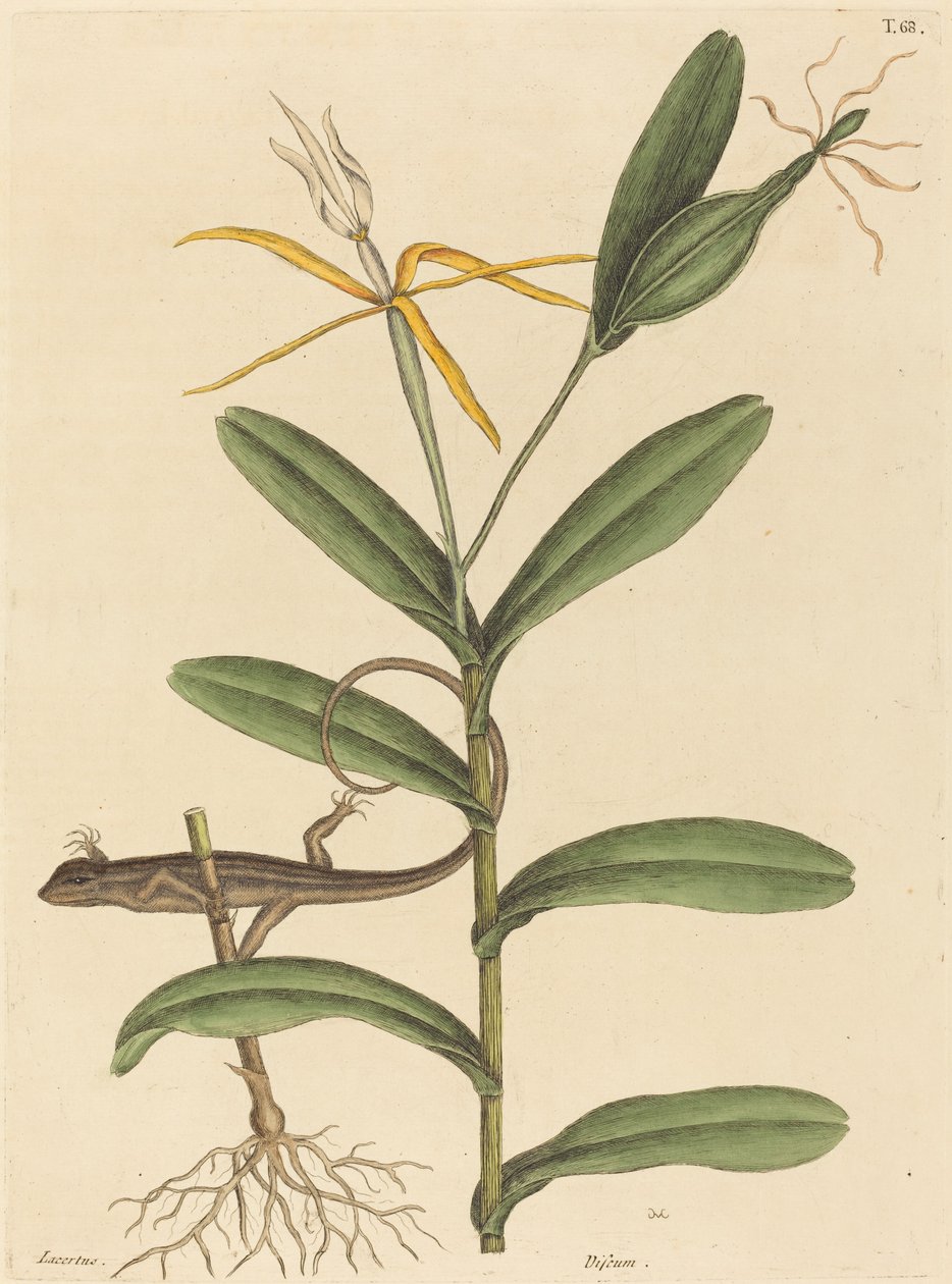 Die Lyon-Eidechse (Lacerta 6-lineata) von Mark Catesby