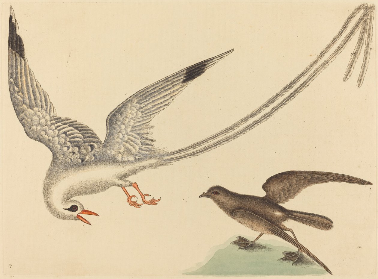 Der Reisvogel (Emberiza oryzivora) von Mark Catesby