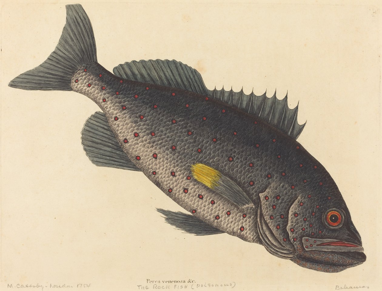 Der Felsenfisch Perca venenosa, veröffentlicht 1754 von Mark Catesby