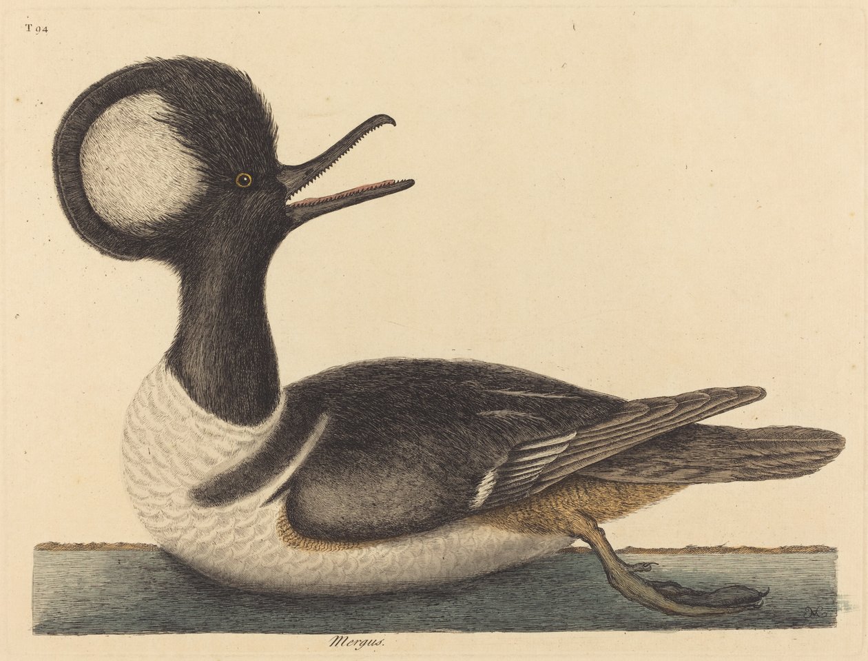 Die Rundkappige Ente (Mergus cucullatus) von Mark Catesby