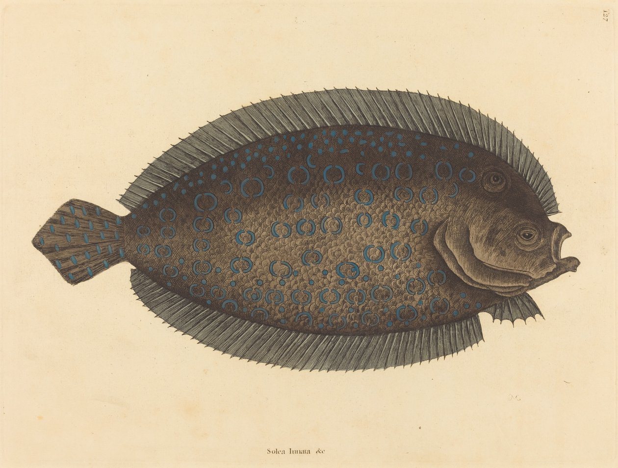 Die Seezunge Pleuronectes lunatus, veröffentlicht 1731-1743 von Mark Catesby