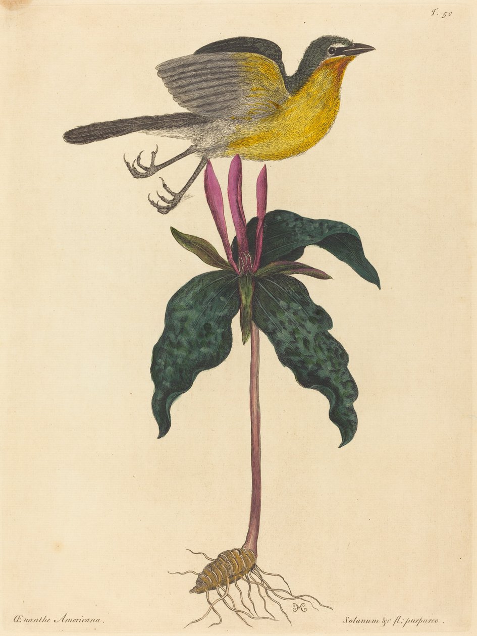 Der Gelbbrustsänger, veröffentlicht 1754 von Mark Catesby