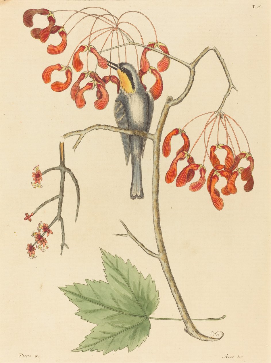 Der Gelbkehlige Kletterer von Mark Catesby