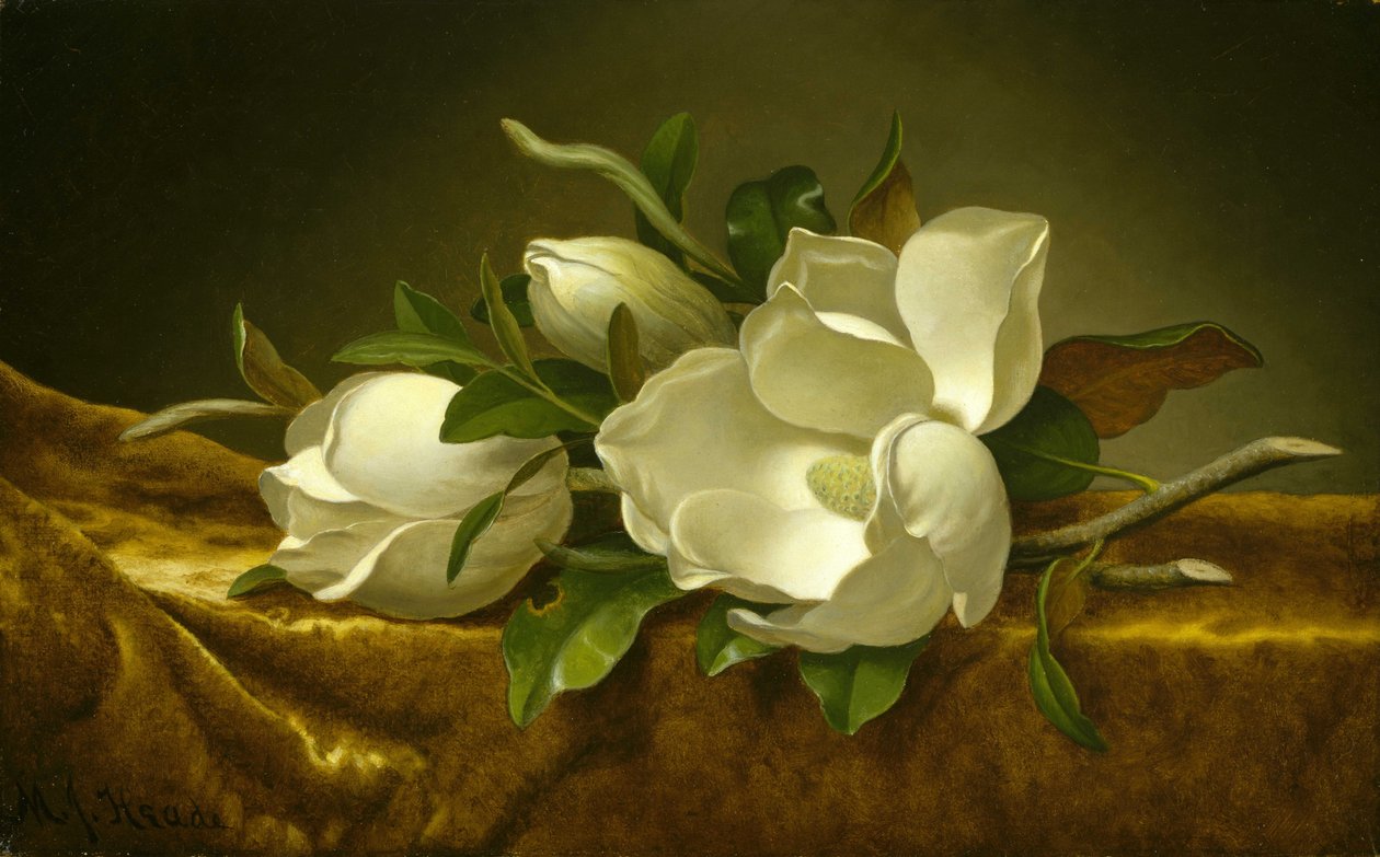 Magnolien auf goldenem Samttuch von Martin Johnson Heade