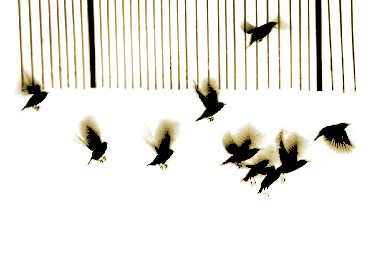 Stare, 2003 von Martin Mossop
