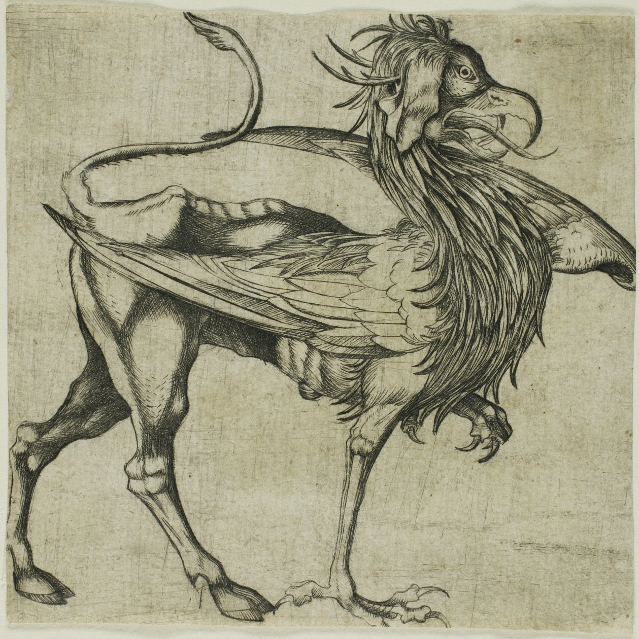 Der Greif von Martin Schongauer