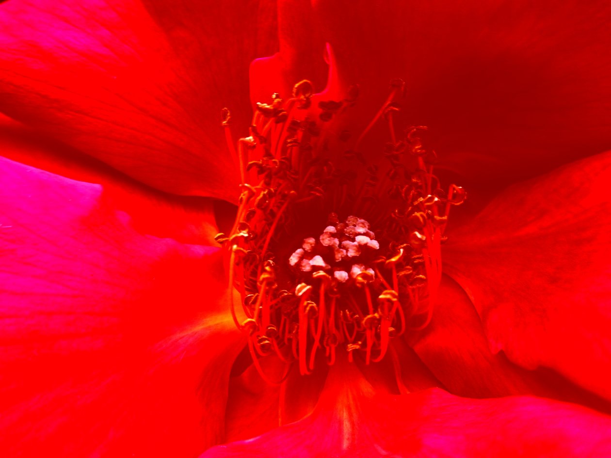 Rose von Martina Konitzky