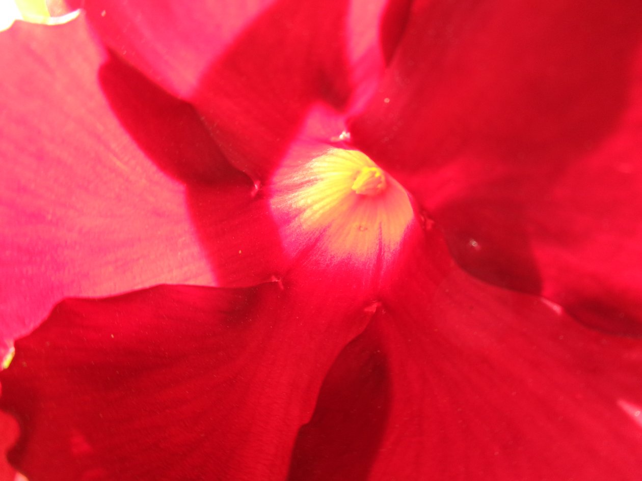 Rote Blüte von Martina Konitzky