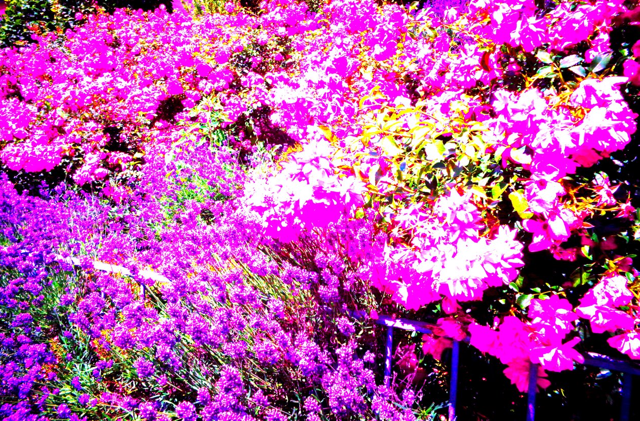 Vorgarten mit Rosen und Lavendel von Martina Konitzky