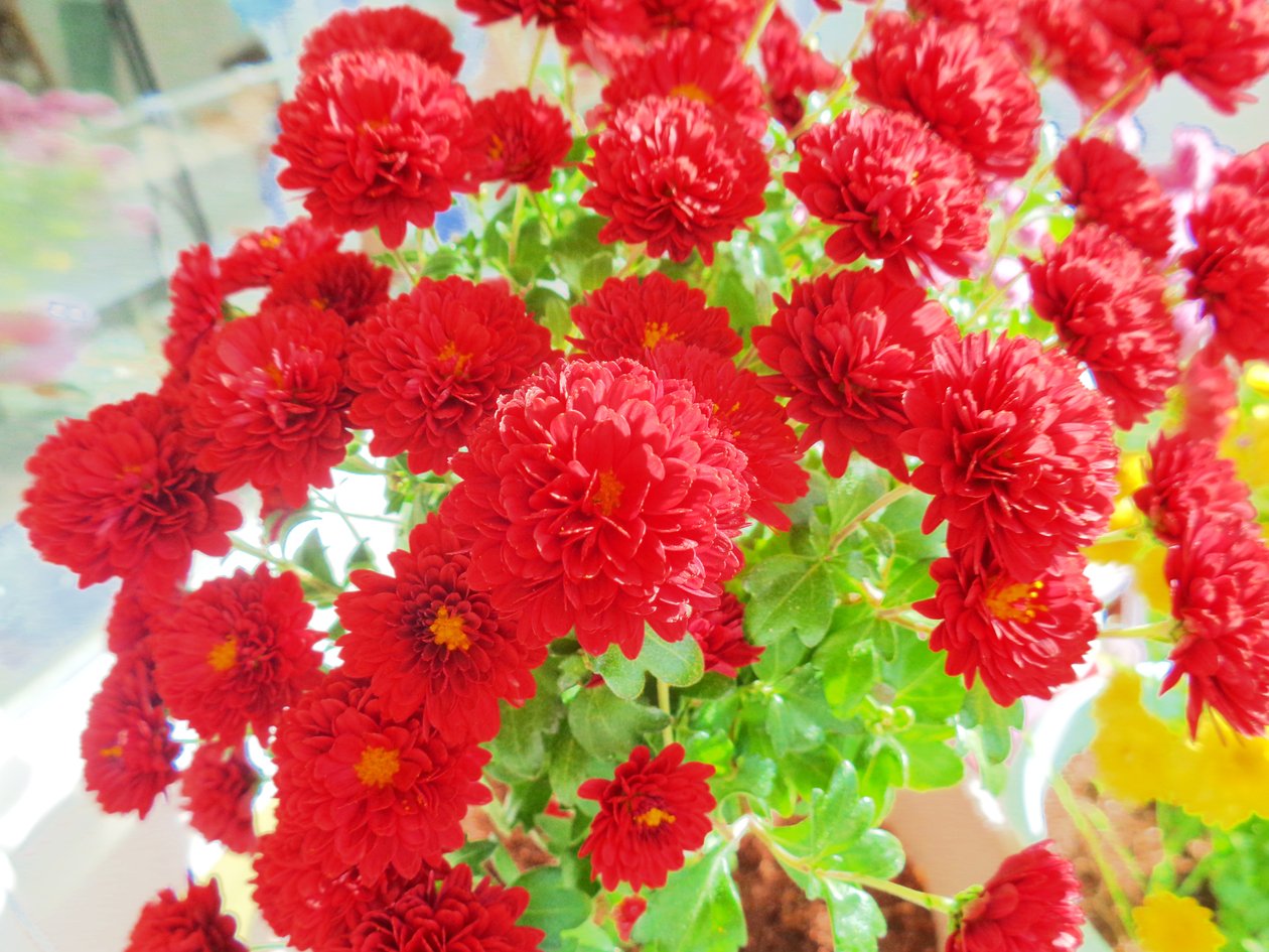 Chrysanthemen3 von Martina Konitzky