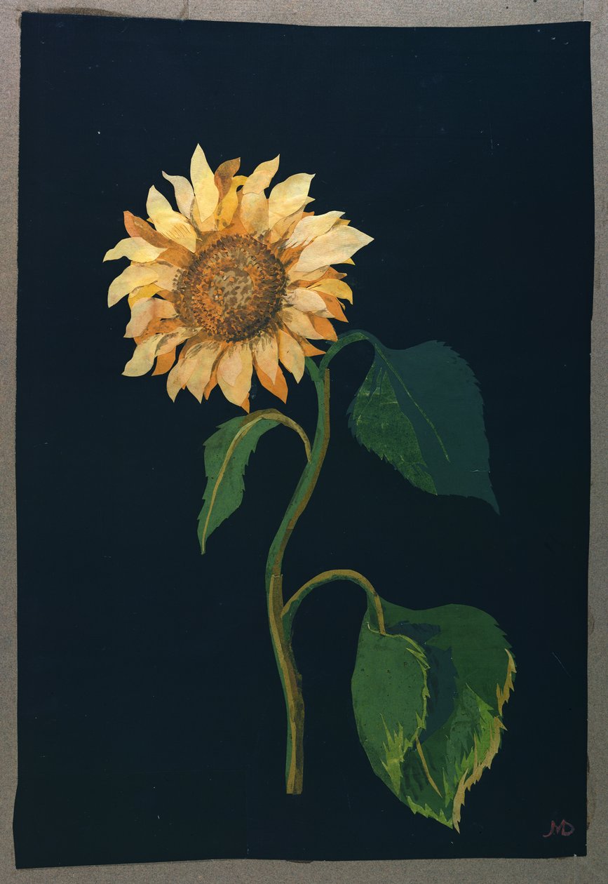 Sonnenblume von Mary Granville Delany