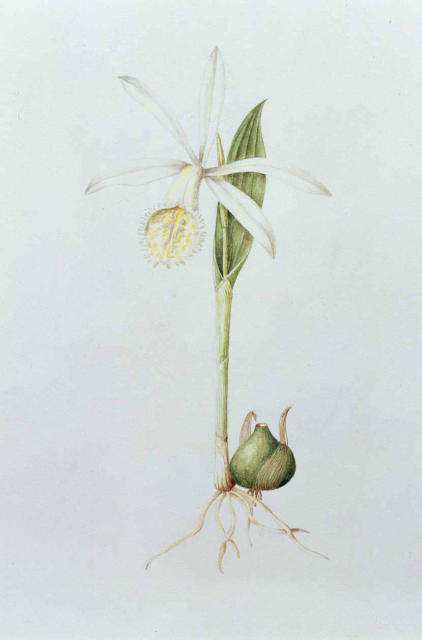 Pleione Formosana Alba von Mary Kenyon Slaney