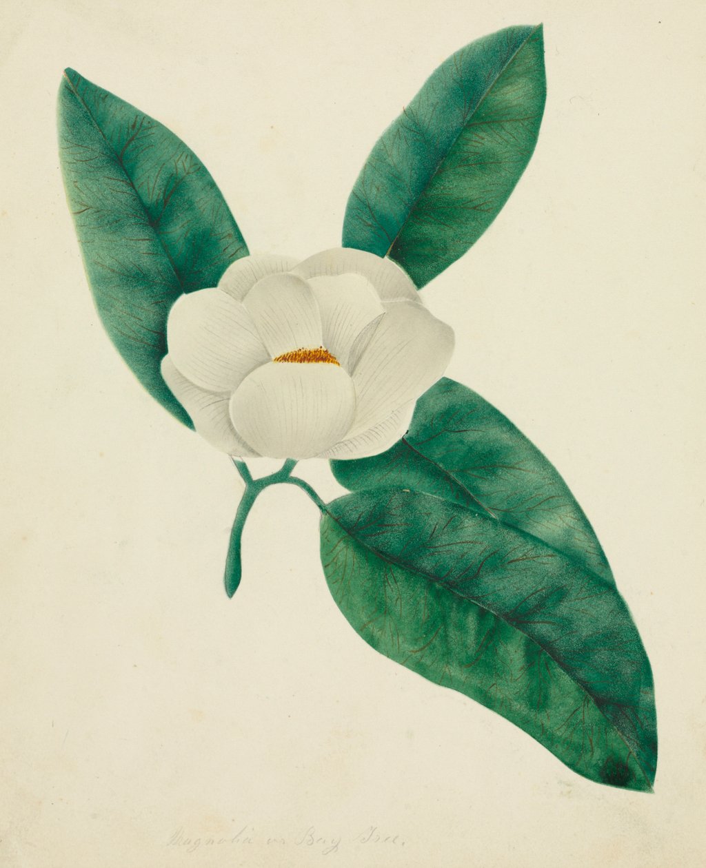 Magnolie von Mary Altha Nims