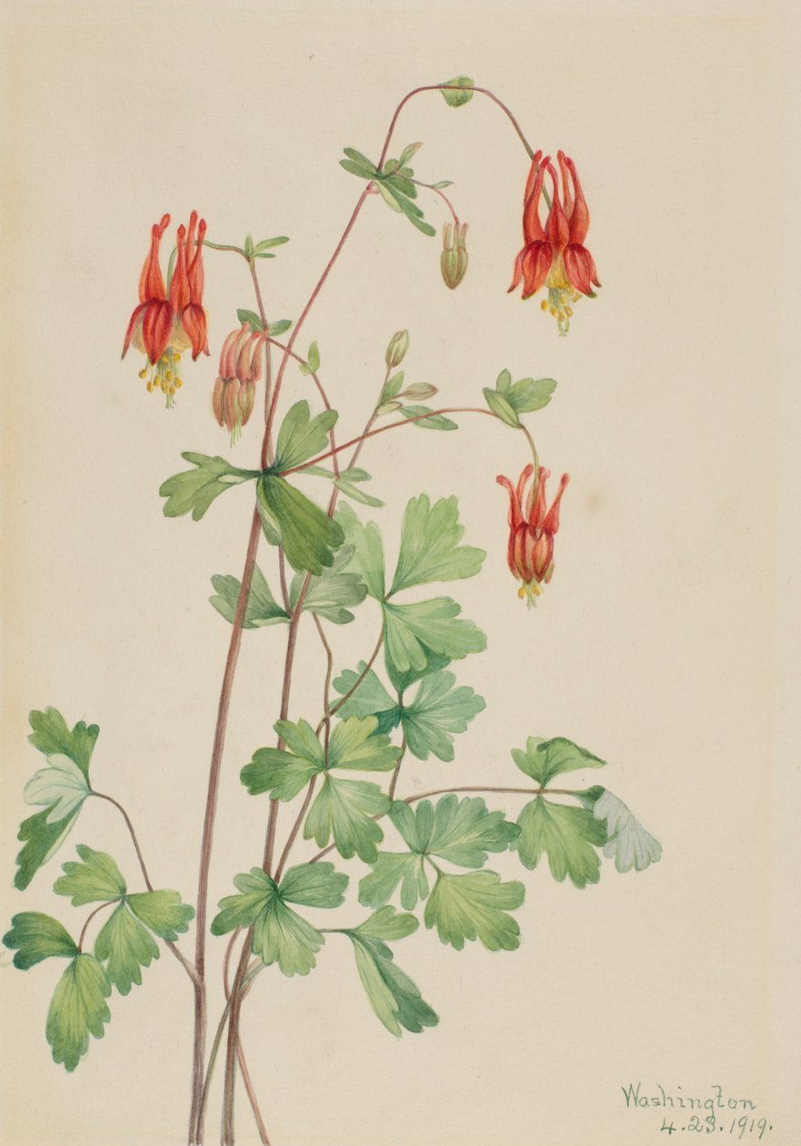 Amerikanische Akelei Aquilegia canadensis, 1919 von Mary Vaux Walcott