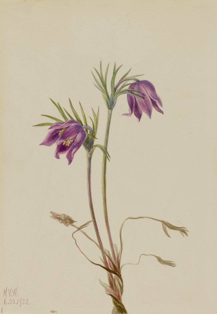 Amerikanische Küchenschelle Pulsatilla ludoviciana, 1922 von Mary Vaux Walcott