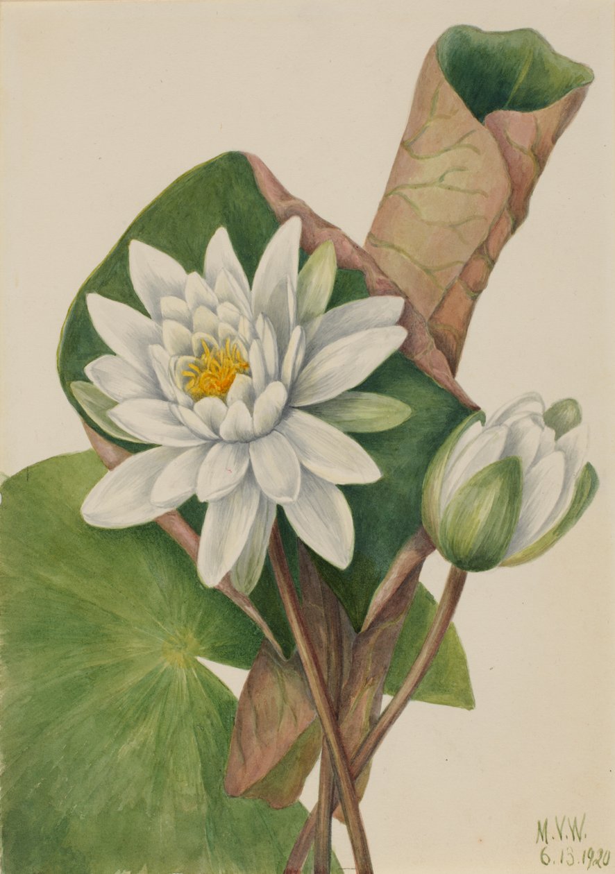 Amerikanische Seerose Castalia odorata, 1920 von Mary Vaux Walcott