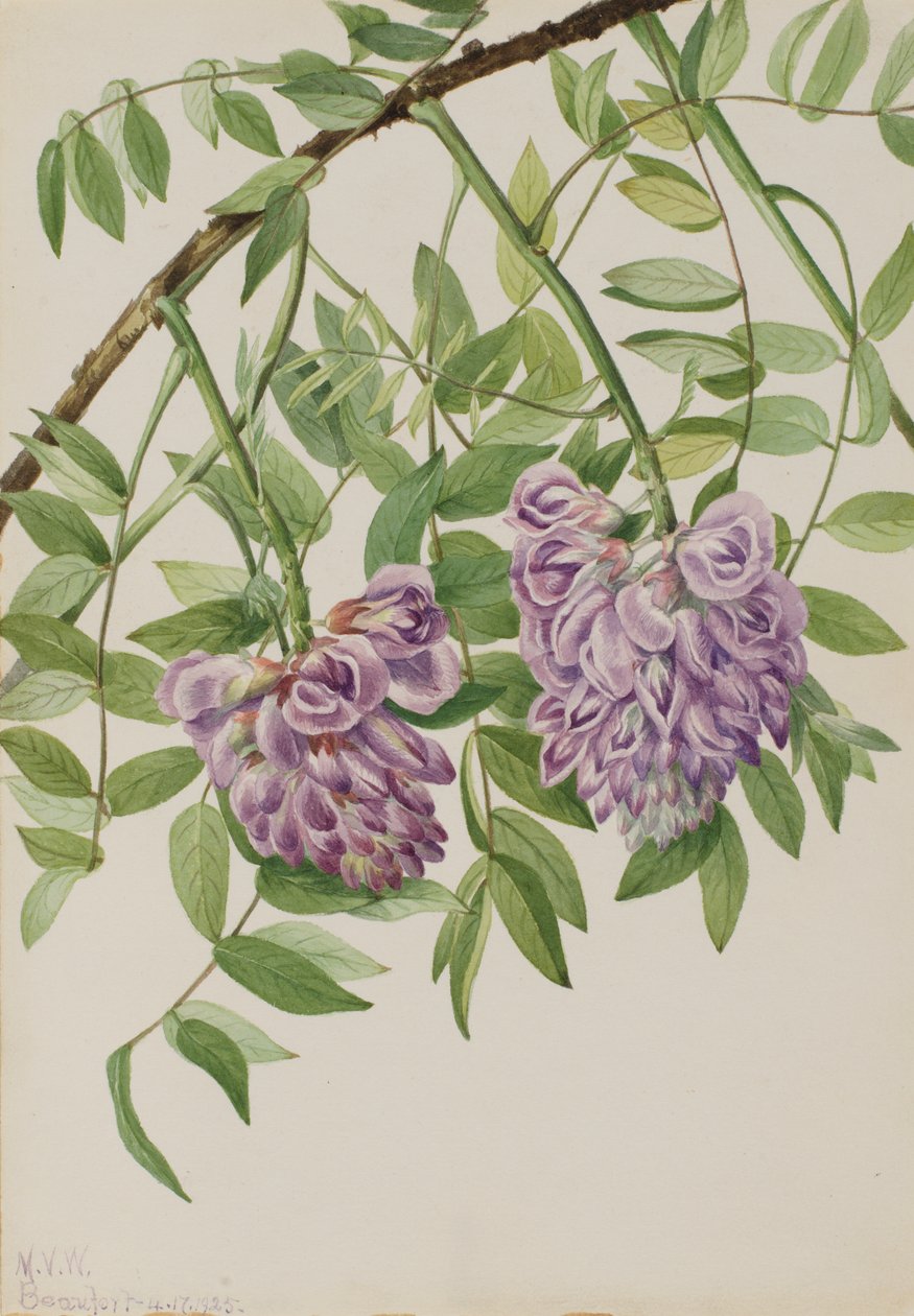 Amerikanische Wisteria Kraunhia frutescens, 1925 von Mary Vaux Walcott