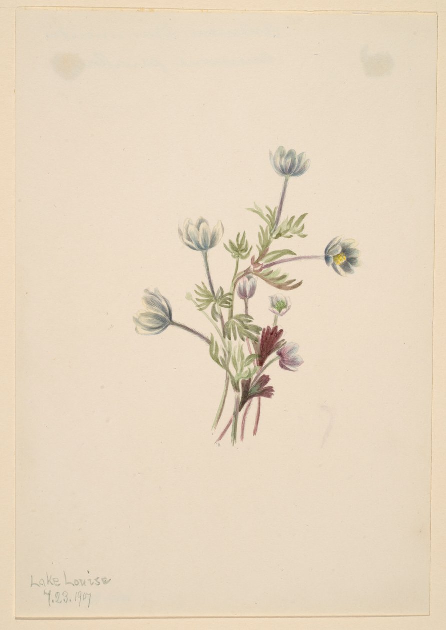 Anemone (Anemone drummondii) von Mary Vaux Walcott