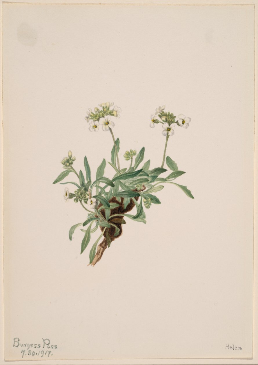 Arabis drummondii von Mary Vaux Walcott