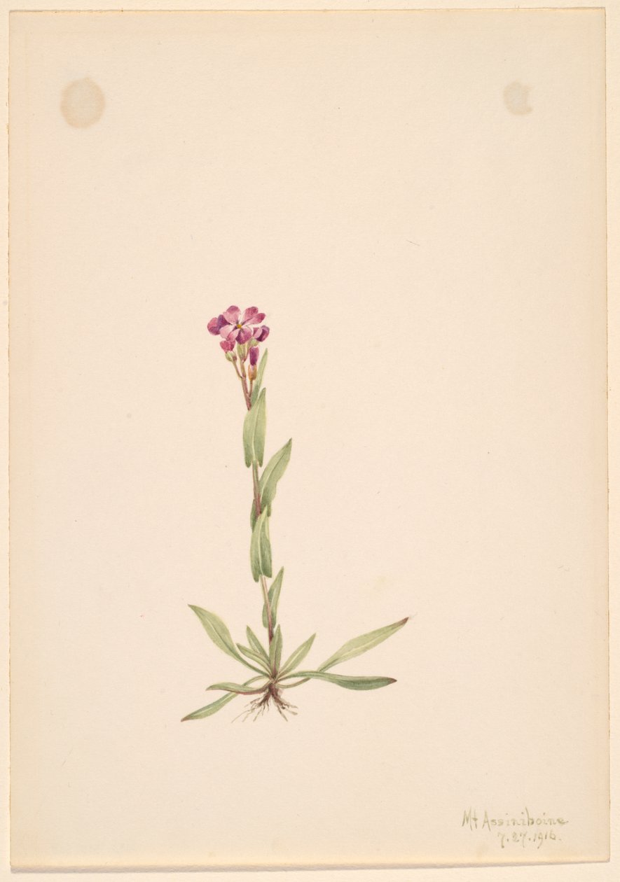 Arabis lyallii, 1916 von Mary Vaux Walcott