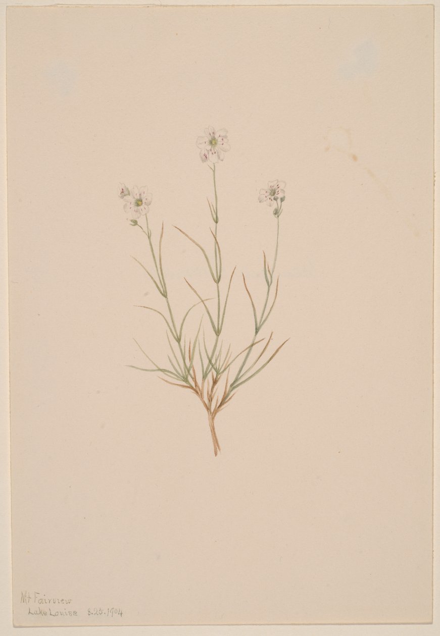 Arenaria formosa von Mary Vaux Walcott